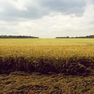 Doğal Gıda Ürünleri Ürünü 2